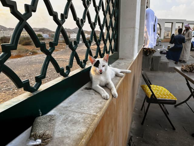 CAT - AT THE BATTLE FIELD 2